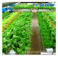 Agricultural polycarbonate greenhouse with hydroponic System